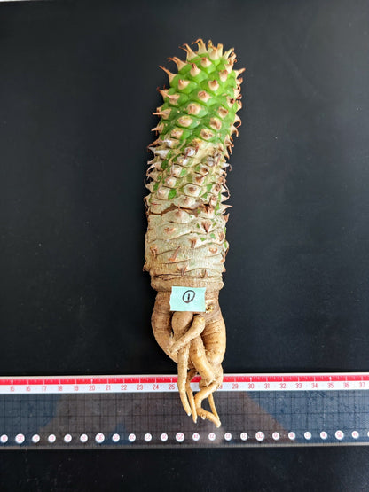 【現品限り】ユーフォルビア・サピニー おおよそ高さ22cm幅5cm 汁跡、傷み跡ありますが、硬さあり問題ありません。ただ不安な方は見送ってください 実生 抜き苗【L1】 Euphorbia sapinii