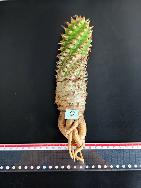 【現品限り】ユーフォルビア・サピニー おおよそ高さ22cm幅5cm 汁跡、傷み跡ありますが、硬さあり問題ありません。ただ不安な方は見送ってください 実生 抜き苗【L1】 Euphorbia sapinii