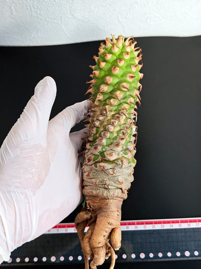 【現品限り】ユーフォルビア・サピニー おおよそ高さ22cm幅5cm 汁跡、傷み跡ありますが、硬さあり問題ありません。ただ不安な方は見送ってください 実生 抜き苗【L1】 Euphorbia sapinii