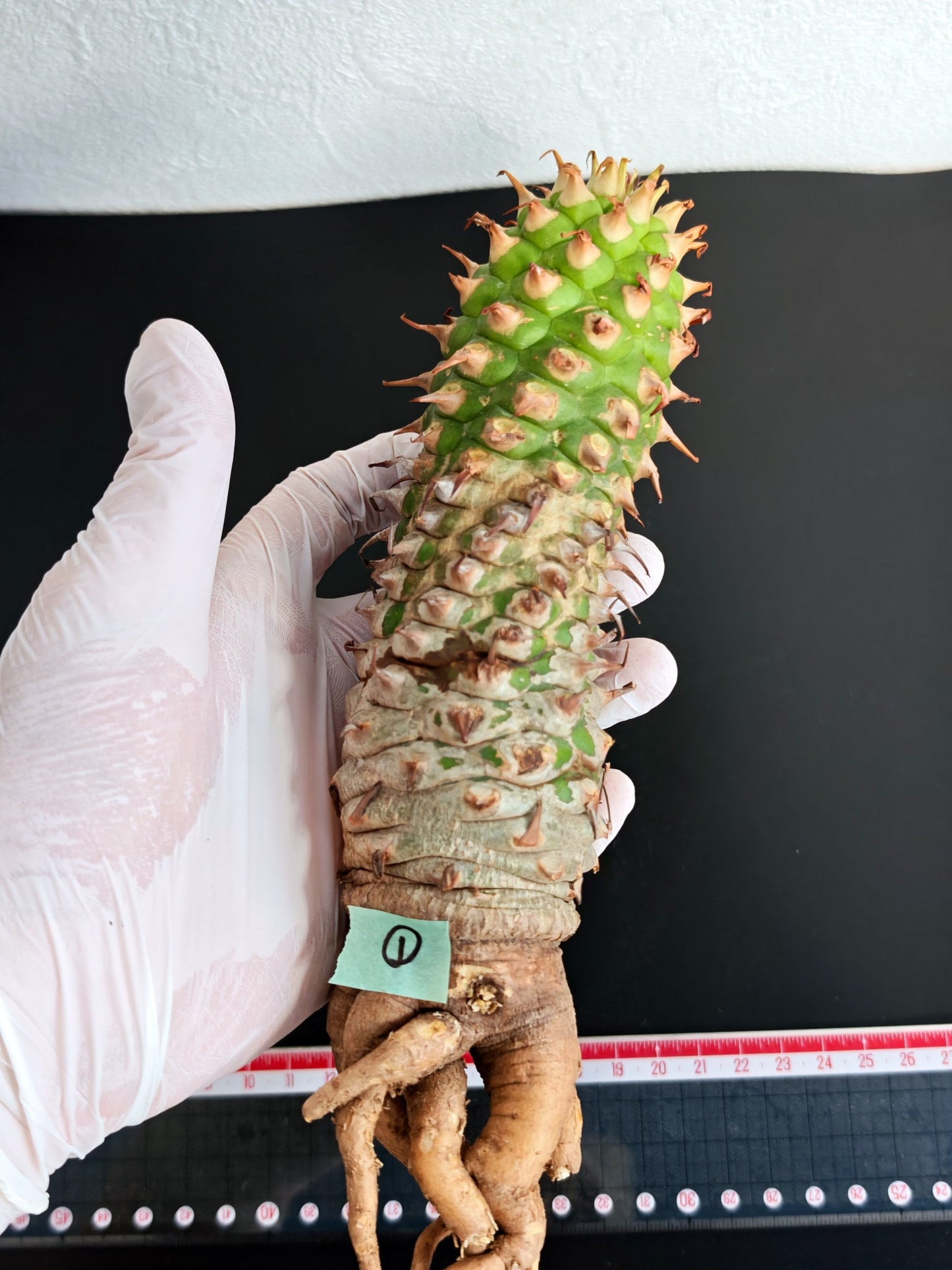 【現品限り】ユーフォルビア・サピニー おおよそ高さ22cm幅5cm 汁跡、傷み跡ありますが、硬さあり問題ありません。ただ不安な方は見送ってください 実生 抜き苗【L1】 Euphorbia sapinii