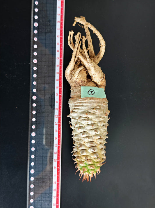 【現品限り】ユーフォルビア・サピニー おおよそ高さ19cm幅5cm 実生 抜き苗【L2】 Euphorbia sapinii