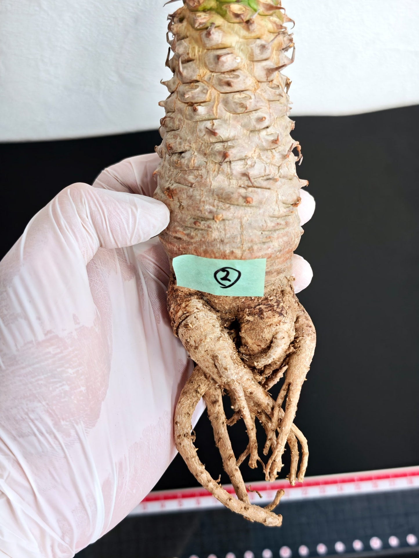 【現品限り】ユーフォルビア・サピニー おおよそ高さ19cm幅5cm 実生 抜き苗【L2】 Euphorbia sapinii