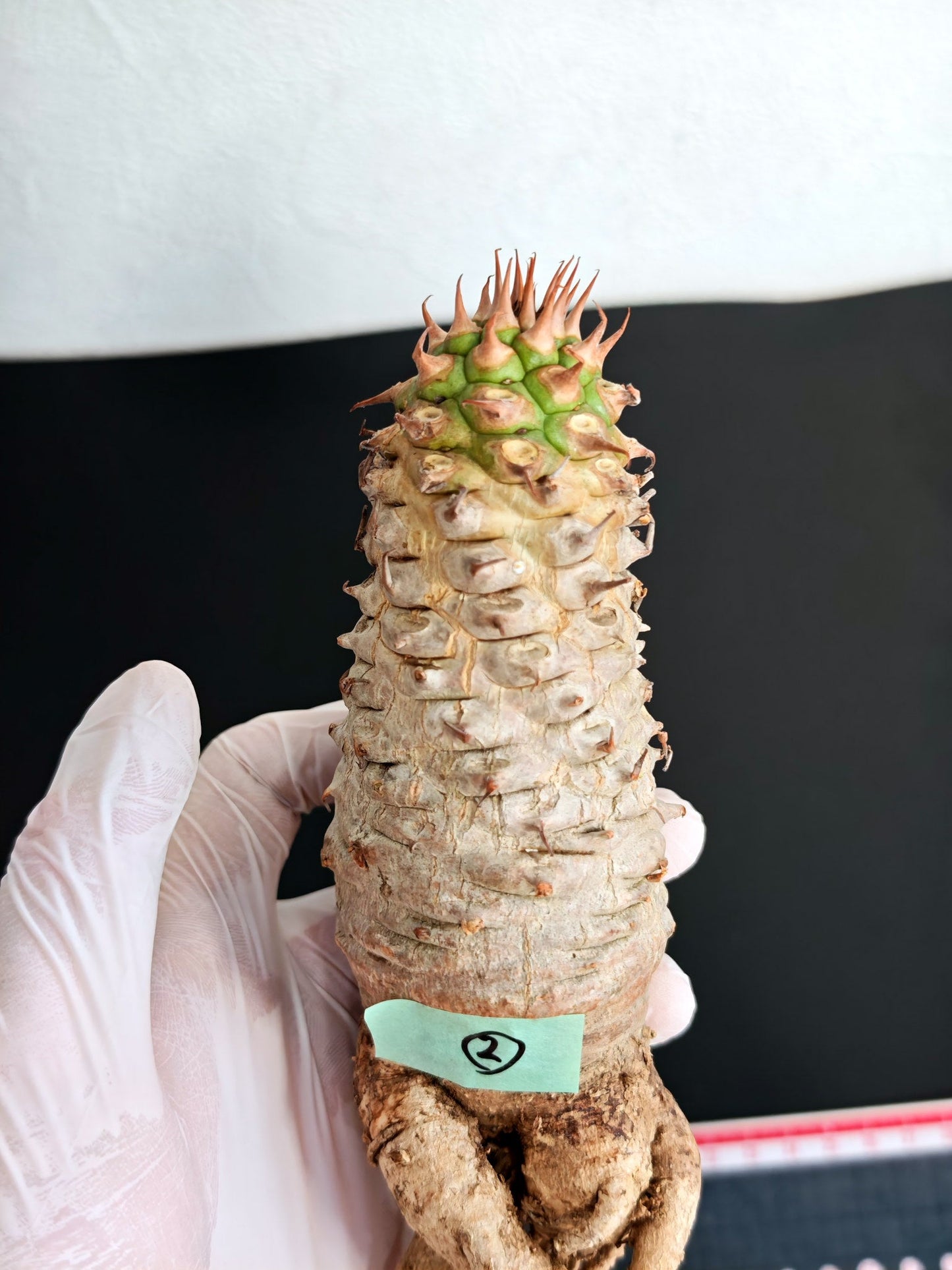 【現品限り】ユーフォルビア・サピニー おおよそ高さ19cm幅5cm 実生 抜き苗【L2】 Euphorbia sapinii