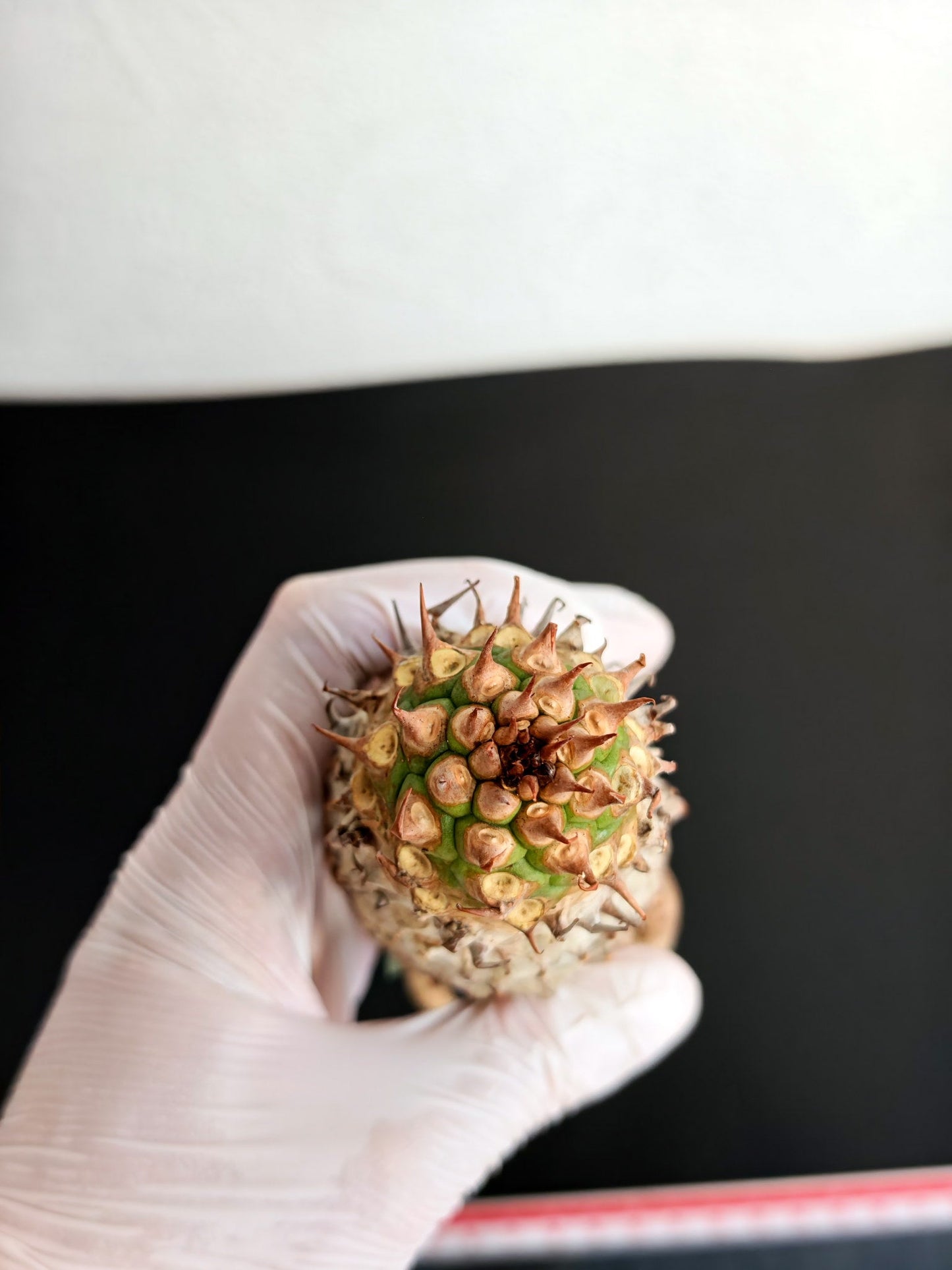 【現品限り】ユーフォルビア・サピニー おおよそ高さ19cm幅5cm 実生 抜き苗【L2】 Euphorbia sapinii
