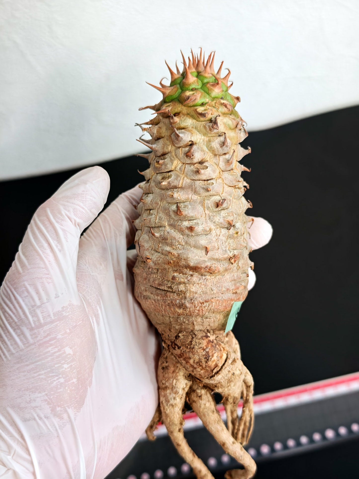 【現品限り】ユーフォルビア・サピニー おおよそ高さ19cm幅5cm 実生 抜き苗【L2】 Euphorbia sapinii