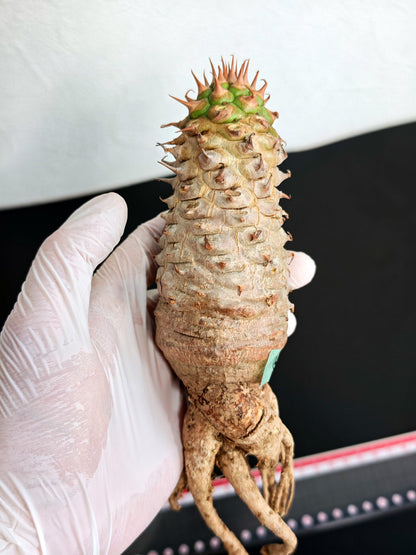 【現品限り】ユーフォルビア・サピニー おおよそ高さ19cm幅5cm 実生 抜き苗【L2】 Euphorbia sapinii