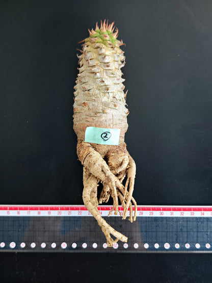 【現品限り】ユーフォルビア・サピニー おおよそ高さ19cm幅5cm 実生 抜き苗【L2】 Euphorbia sapinii