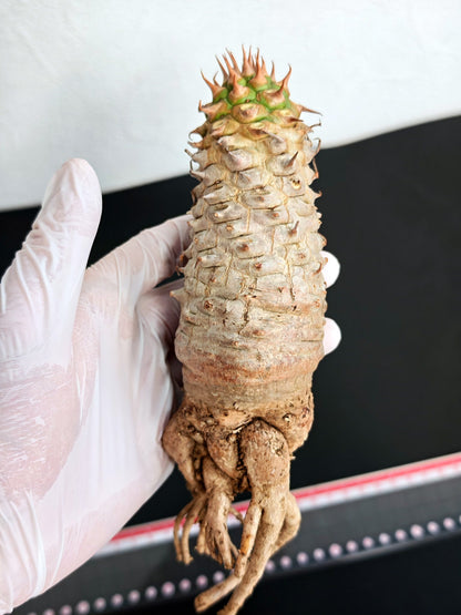 【現品限り】ユーフォルビア・サピニー おおよそ高さ19cm幅5cm 実生 抜き苗【L2】 Euphorbia sapinii