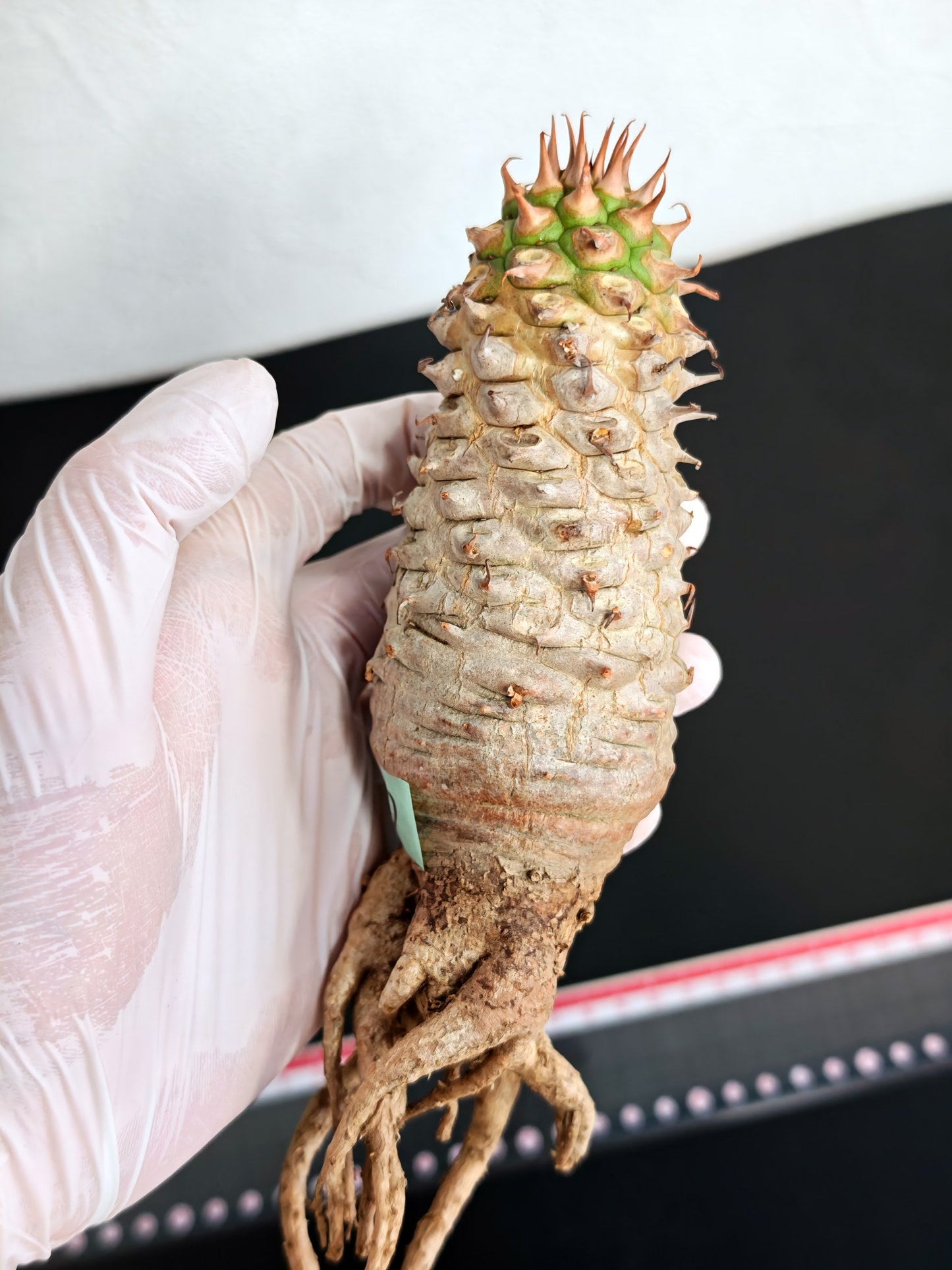 【現品限り】ユーフォルビア・サピニー おおよそ高さ19cm幅5cm 実生 抜き苗【L2】 Euphorbia sapinii