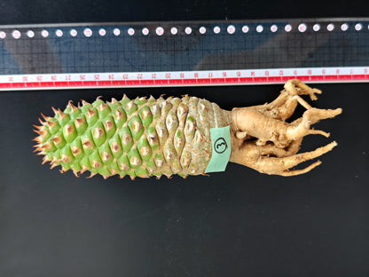 【現品限り】ユーフォルビア・サピニー おおよそ高さ18cm幅5.5cm 実生 抜き苗【L3】 Euphorbia sapinii