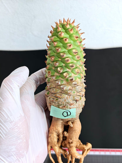 【現品限り】ユーフォルビア・サピニー おおよそ高さ18cm幅5.5cm 実生 抜き苗【L3】 Euphorbia sapinii