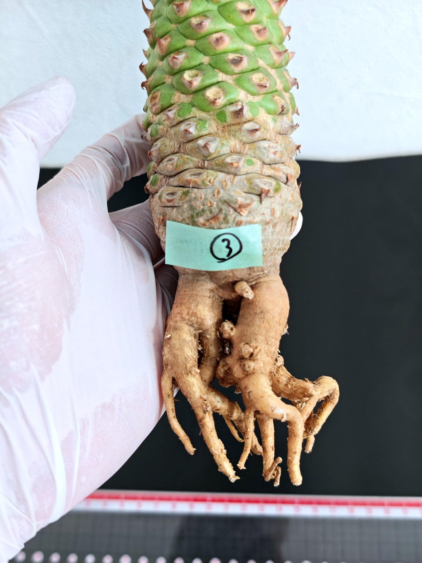 【現品限り】ユーフォルビア・サピニー おおよそ高さ18cm幅5.5cm 実生 抜き苗【L3】 Euphorbia sapinii