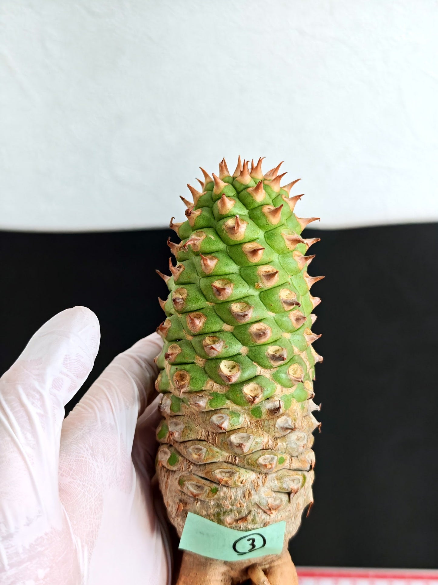 【現品限り】ユーフォルビア・サピニー おおよそ高さ18cm幅5.5cm 実生 抜き苗【L3】 Euphorbia sapinii