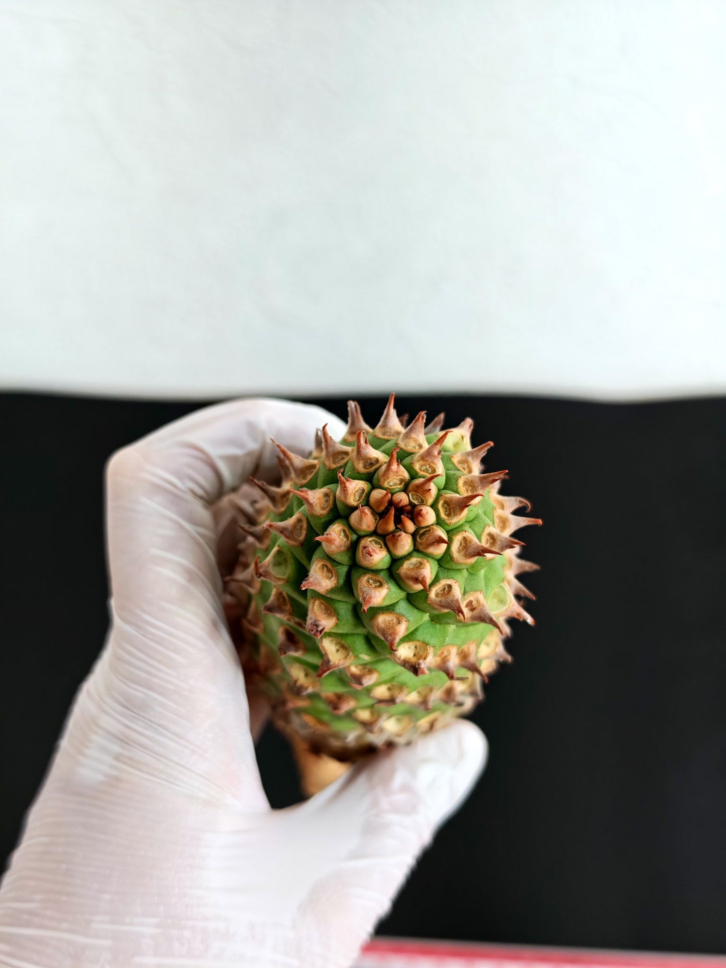 【現品限り】ユーフォルビア・サピニー おおよそ高さ18cm幅5.5cm 実生 抜き苗【L3】 Euphorbia sapinii