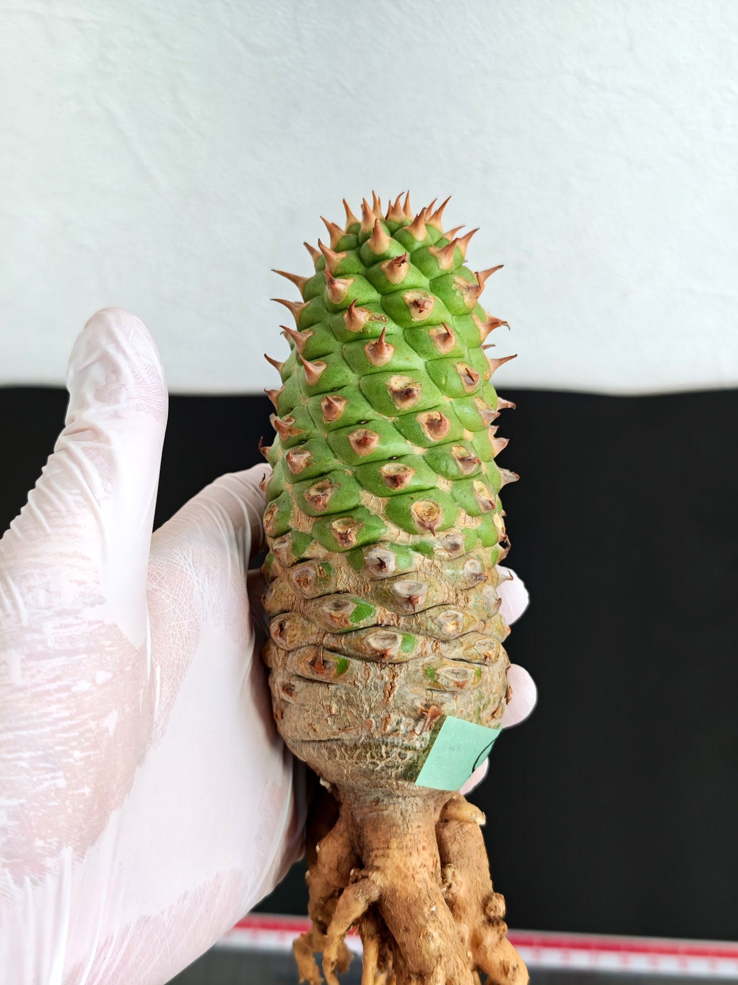 【現品限り】ユーフォルビア・サピニー おおよそ高さ18cm幅5.5cm 実生 抜き苗【L3】 Euphorbia sapinii
