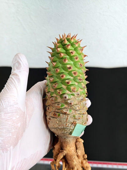 【現品限り】ユーフォルビア・サピニー おおよそ高さ18cm幅5.5cm 実生 抜き苗【L3】 Euphorbia sapinii