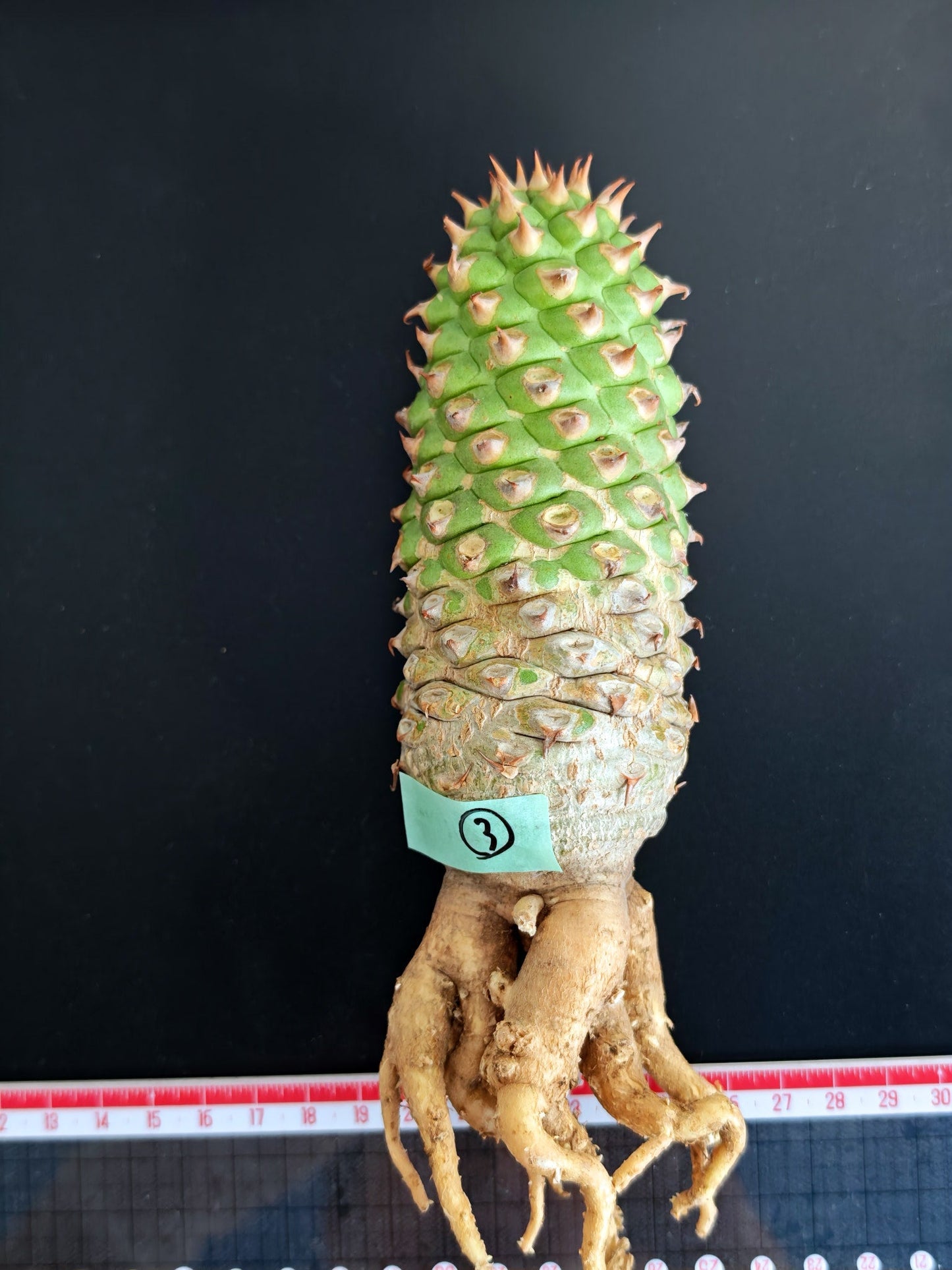 【現品限り】ユーフォルビア・サピニー おおよそ高さ18cm幅5.5cm 実生 抜き苗【L3】 Euphorbia sapinii