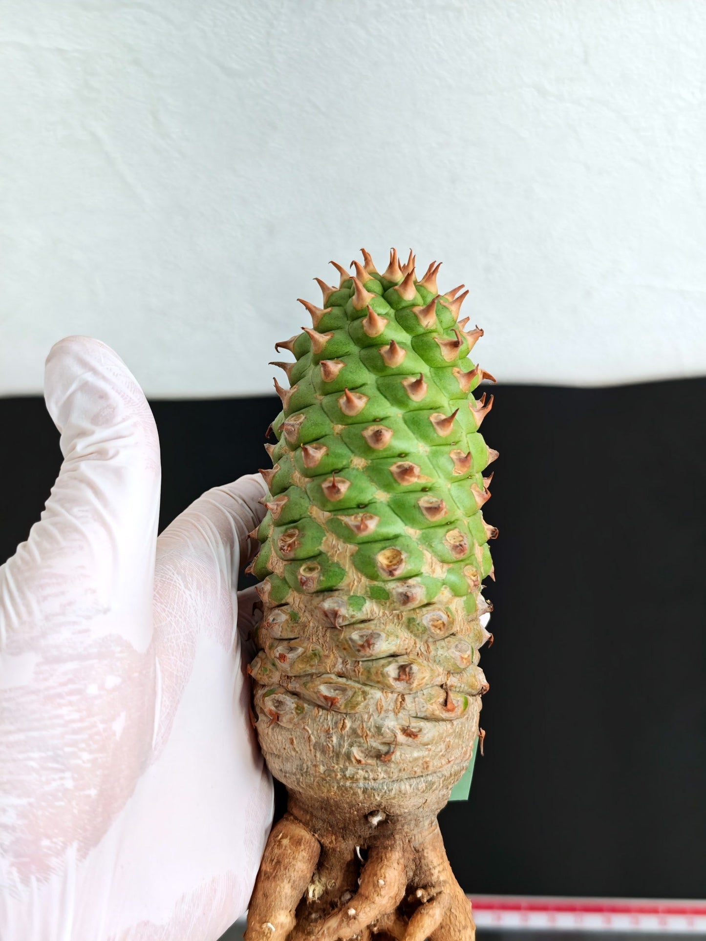 【現品限り】ユーフォルビア・サピニー おおよそ高さ18cm幅5.5cm 実生 抜き苗【L3】 Euphorbia sapinii