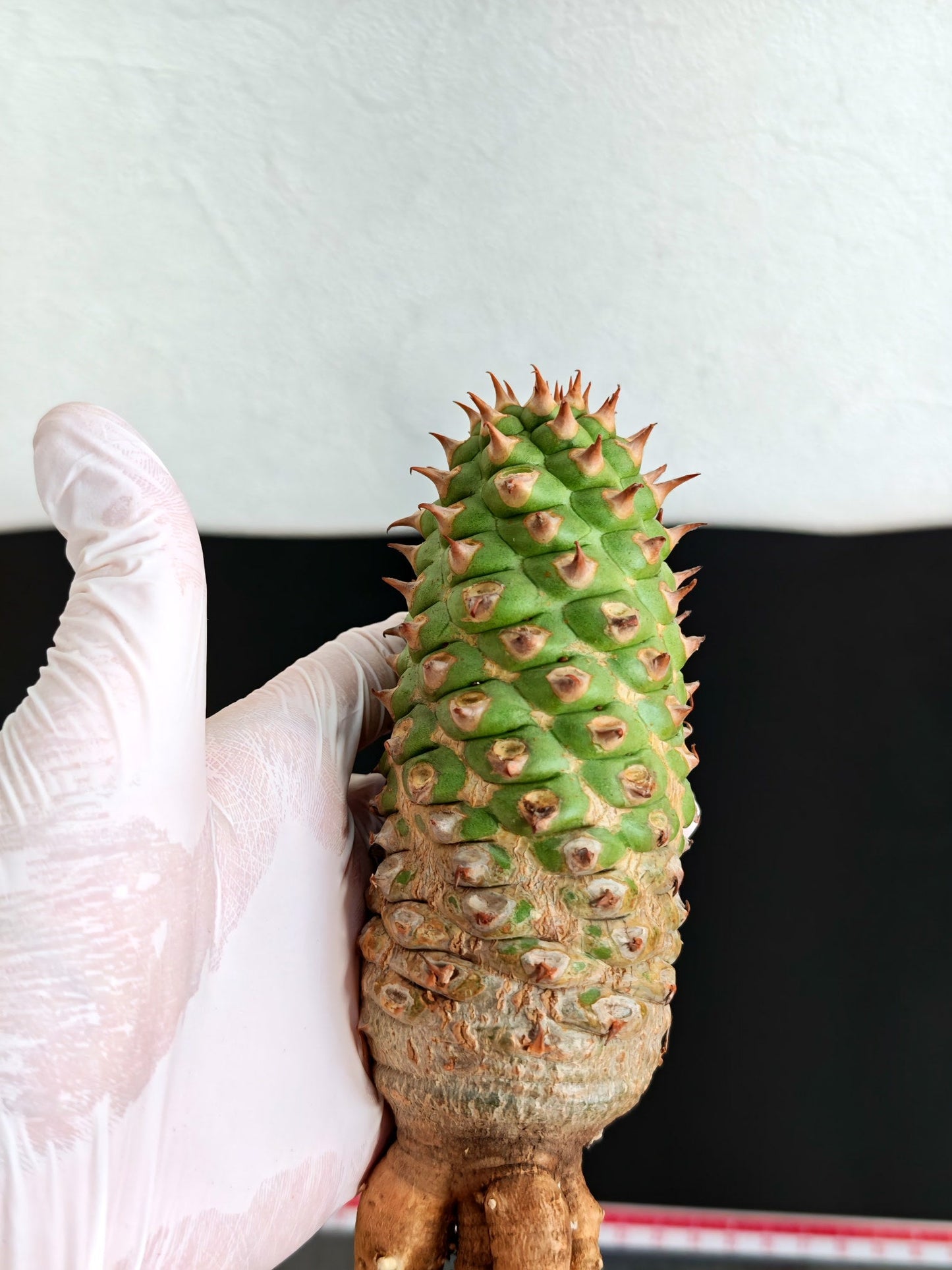 【現品限り】ユーフォルビア・サピニー おおよそ高さ18cm幅5.5cm 実生 抜き苗【L3】 Euphorbia sapinii