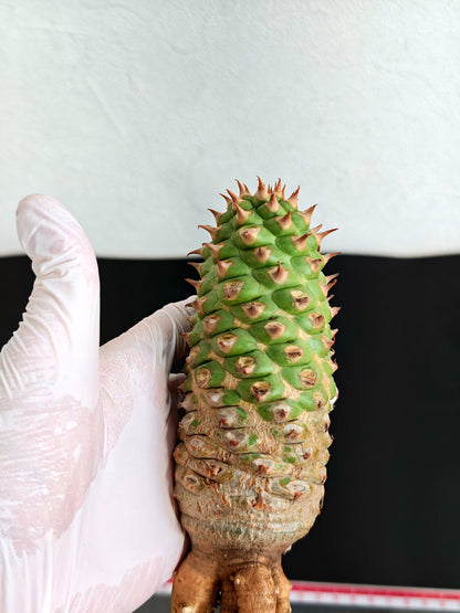 【現品限り】ユーフォルビア・サピニー おおよそ高さ18cm幅5.5cm 実生 抜き苗【L3】 Euphorbia sapinii