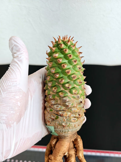 【現品限り】ユーフォルビア・サピニー おおよそ高さ18cm幅5.5cm 実生 抜き苗【L3】 Euphorbia sapinii
