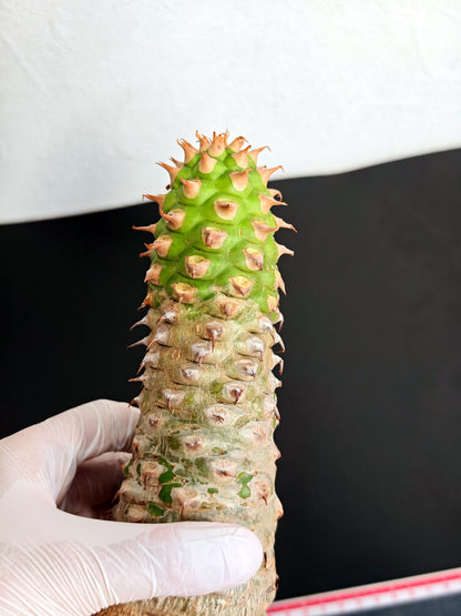 【現品限り】ユーフォルビア・サピニー おおよそ高さ25cm幅7.5cm　大株 実生 抜き苗【L4】 Euphorbia sapinii