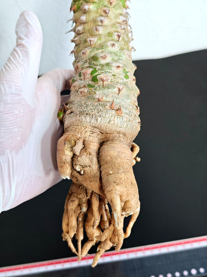 【現品限り】ユーフォルビア・サピニー おおよそ高さ25cm幅7.5cm　大株 実生 抜き苗【L4】 Euphorbia sapinii