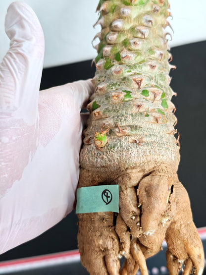 【現品限り】ユーフォルビア・サピニー おおよそ高さ25cm幅7.5cm　大株 実生 抜き苗【L4】 Euphorbia sapinii