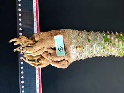 【現品限り】ユーフォルビア・サピニー おおよそ高さ25cm幅7.5cm　大株 実生 抜き苗【L4】 Euphorbia sapinii