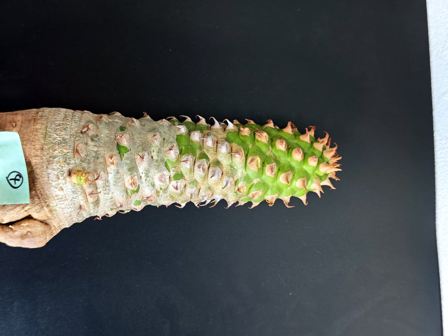 【現品限り】ユーフォルビア・サピニー おおよそ高さ25cm幅7.5cm　大株 実生 抜き苗【L4】 Euphorbia sapinii