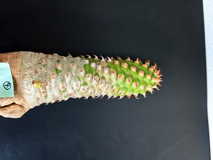 【現品限り】ユーフォルビア・サピニー おおよそ高さ25cm幅7.5cm　大株 実生 抜き苗【L4】 Euphorbia sapinii