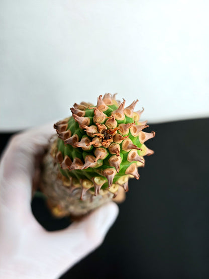 【現品限り】ユーフォルビア・サピニー おおよそ高さ25cm幅7.5cm　大株 実生 抜き苗【L4】 Euphorbia sapinii