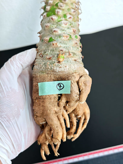【現品限り】ユーフォルビア・サピニー おおよそ高さ25cm幅7.5cm　大株 実生 抜き苗【L4】 Euphorbia sapinii
