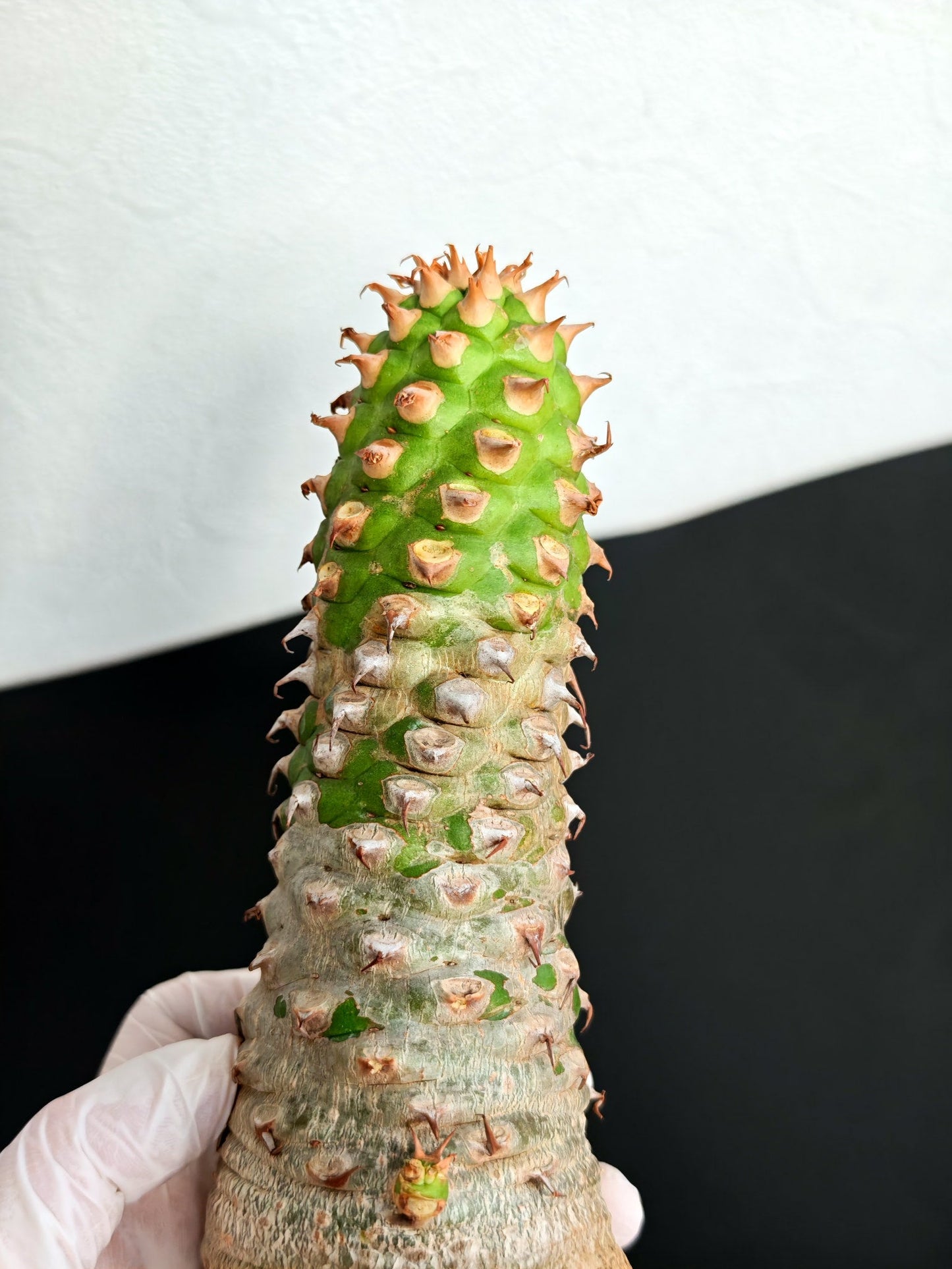 【現品限り】ユーフォルビア・サピニー おおよそ高さ25cm幅7.5cm　大株 実生 抜き苗【L4】 Euphorbia sapinii