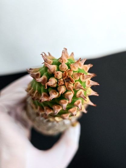 【現品限り】ユーフォルビア・サピニー おおよそ高さ25cm幅7.5cm　大株 実生 抜き苗【L4】 Euphorbia sapinii