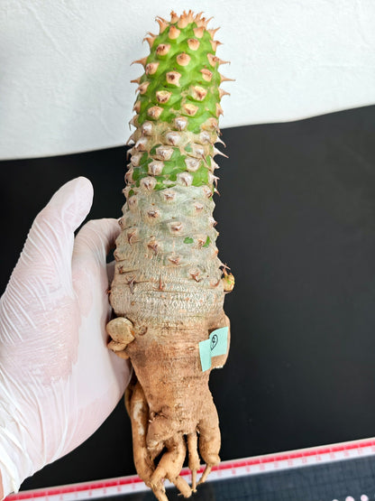【現品限り】ユーフォルビア・サピニー おおよそ高さ25cm幅7.5cm　大株 実生 抜き苗【L4】 Euphorbia sapinii