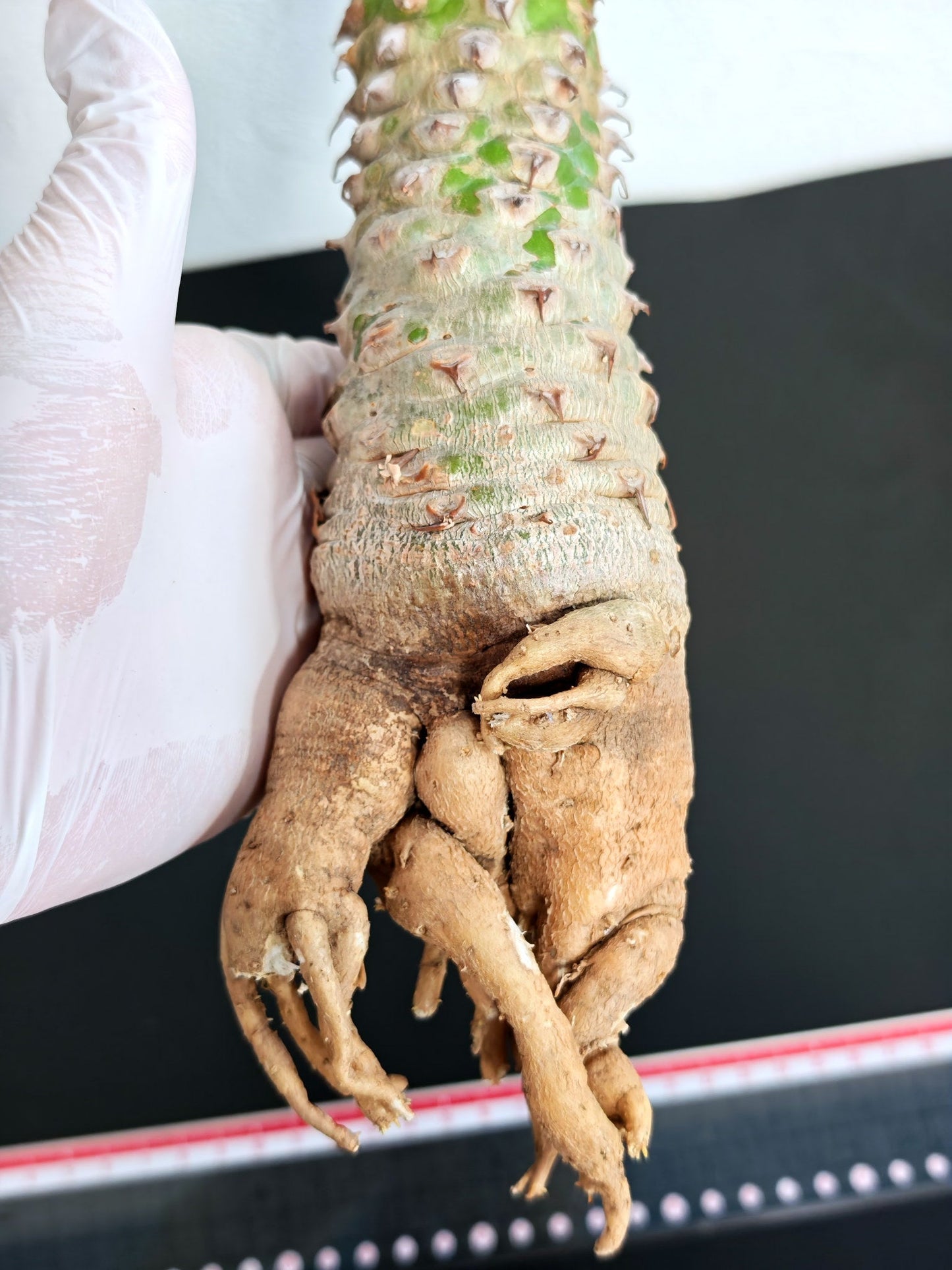 【現品限り】ユーフォルビア・サピニー おおよそ高さ25cm幅7.5cm　大株 実生 抜き苗【L4】 Euphorbia sapinii