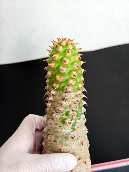 【現品限り】ユーフォルビア・サピニー おおよそ高さ25cm幅7.5cm　大株 実生 抜き苗【L4】 Euphorbia sapinii