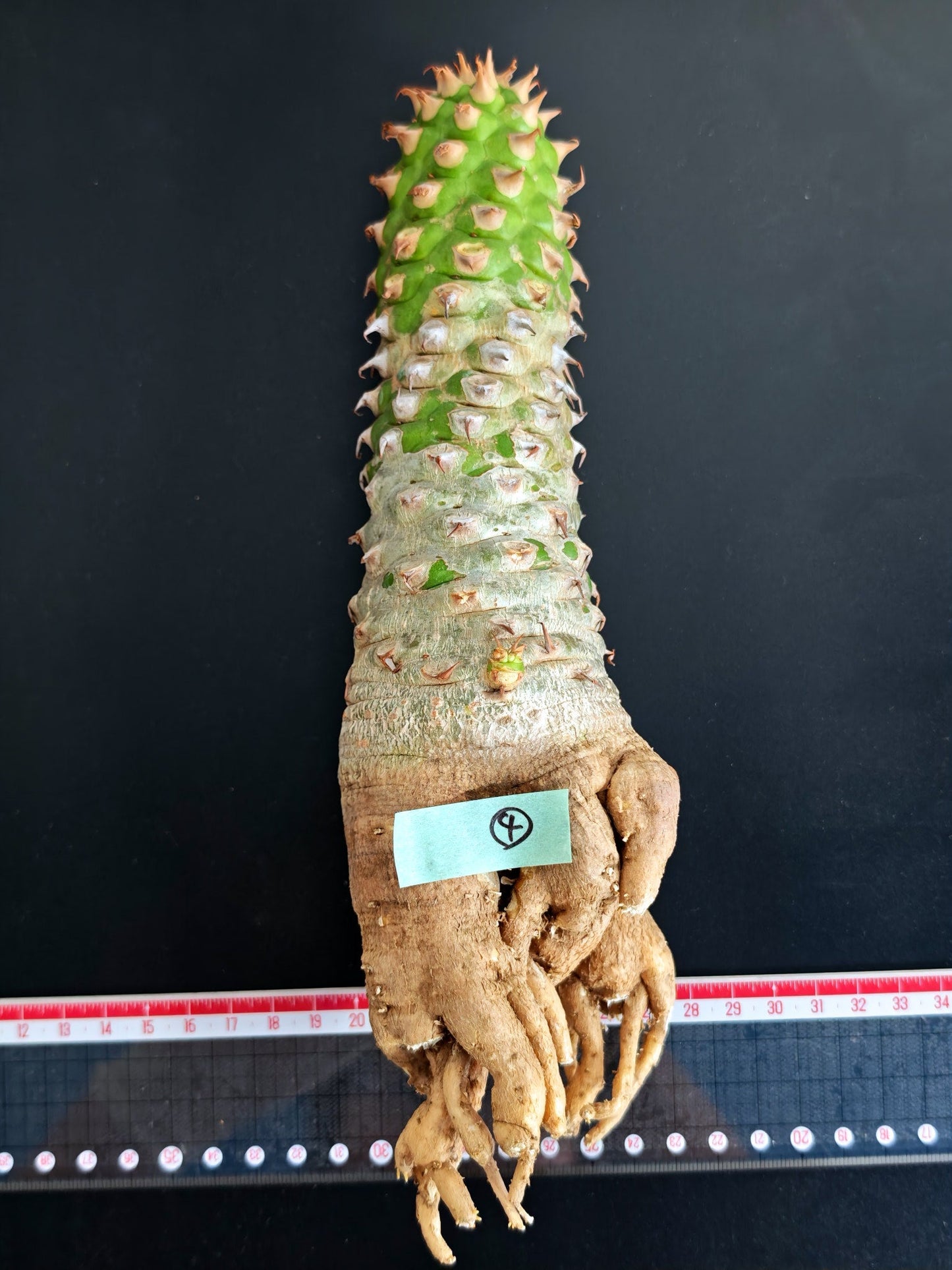 【現品限り】ユーフォルビア・サピニー おおよそ高さ25cm幅7.5cm　大株 実生 抜き苗【L4】 Euphorbia sapinii