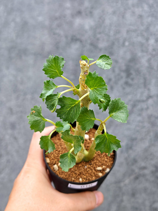 【現品限り】ドルステニア・ジプソフィラ【L10】 Dorstenia gypsophila