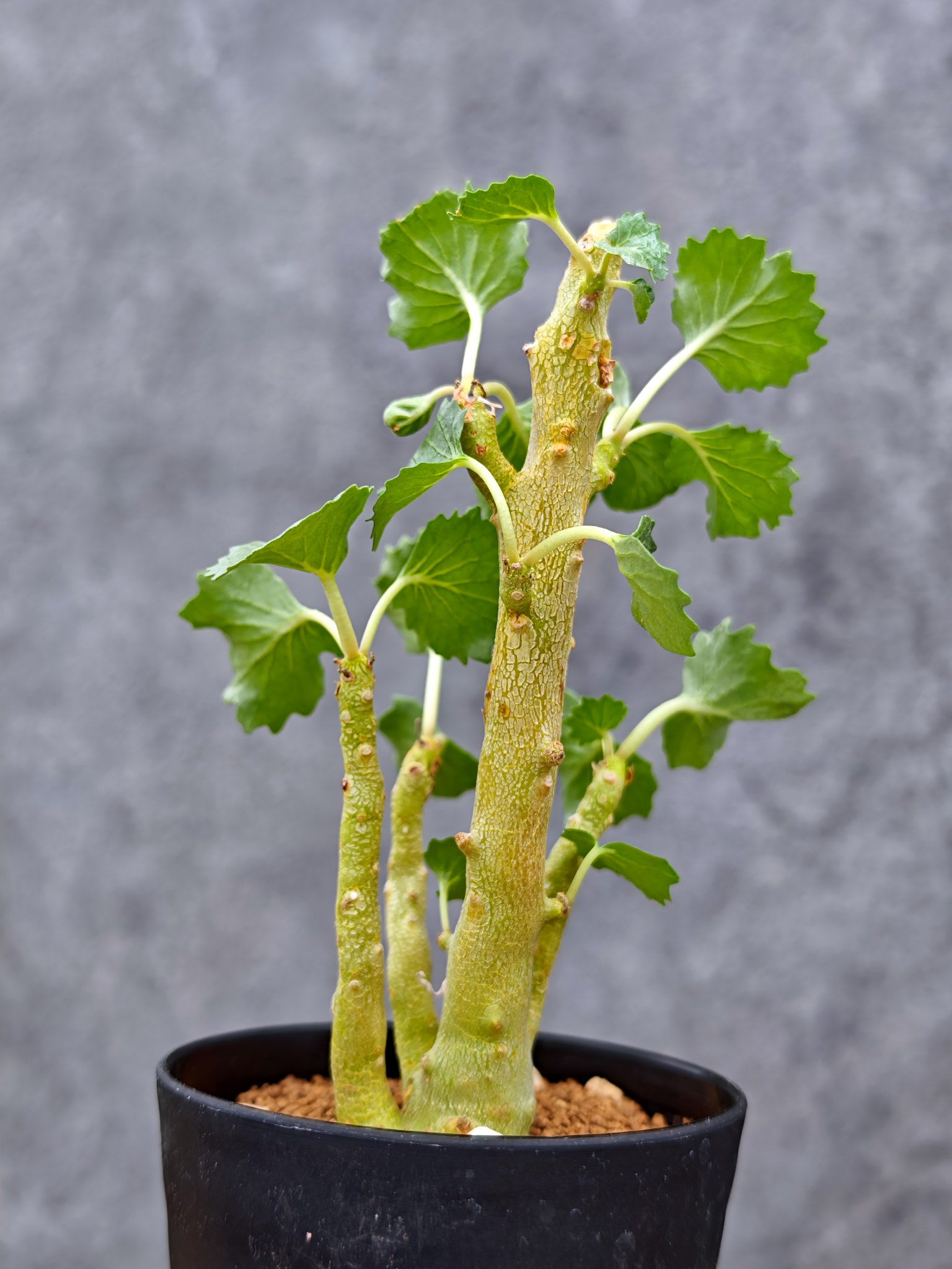 ドルステニア・ジプソフィラ【L10】 Dorstenia gypsophila 塊根植物