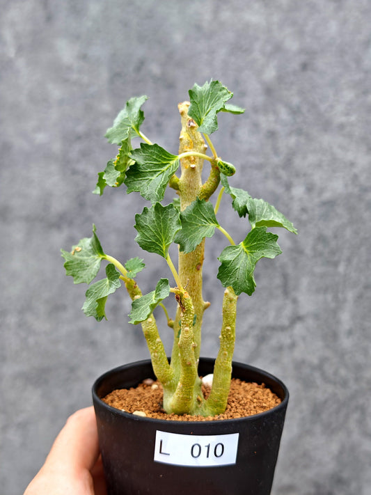 【現品限り】ドルステニア・ジプソフィラ【L10】 Dorstenia gypsophila