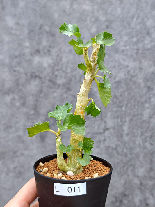【現品限り】ドルステニア・ジプソフィラ【L11】 Dorstenia gypsophila