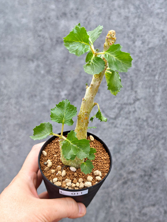 【現品限り】ドルステニア・ジプソフィラ【L11】 Dorstenia gypsophila