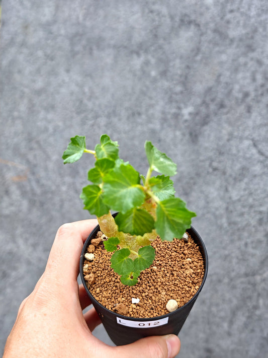 【現品限り】ドルステニア・ジプソフィラ【L12】 Dorstenia gypsophila