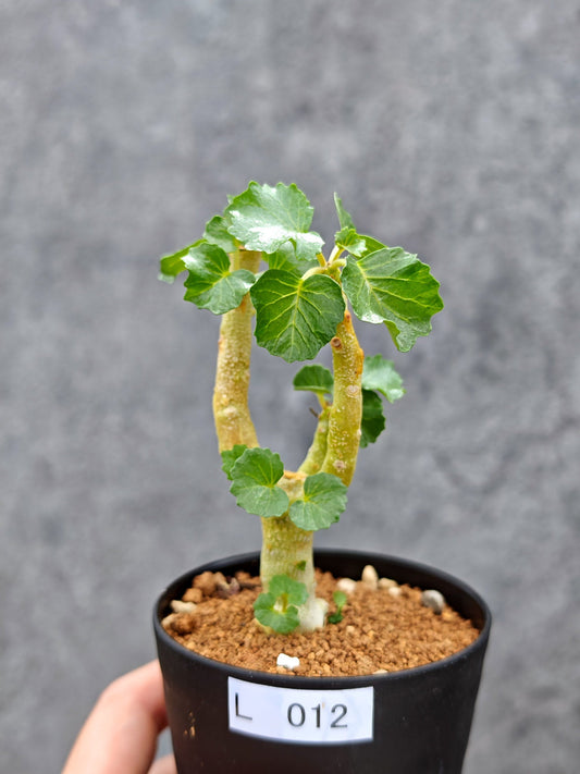 【現品限り】ドルステニア・ジプソフィラ【L12】 Dorstenia gypsophila