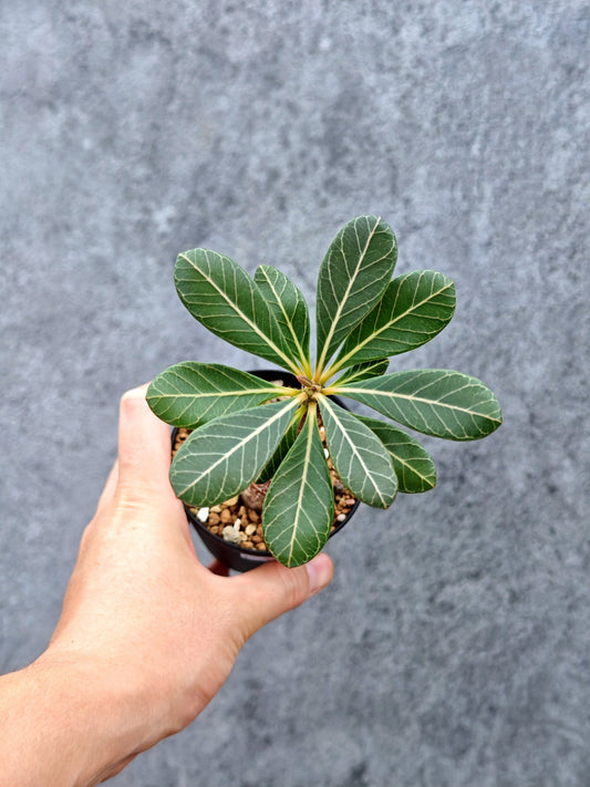 【現品限り】アデニウム・ソコトラナム 実生【L1】 Adenium socotranum