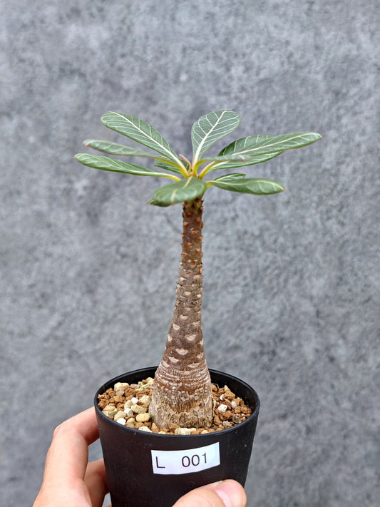 【現品限り】アデニウム・ソコトラナム 実生【L1】 Adenium socotranum