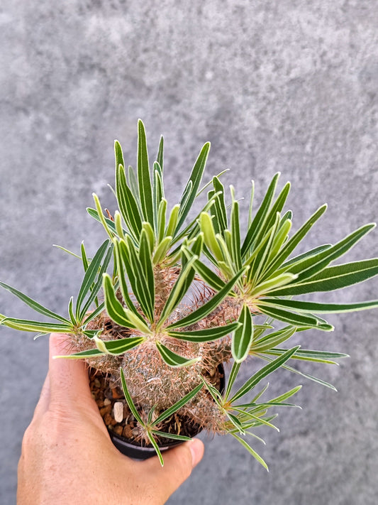 【現品限り】パキポディウム・グラキリス 実生【L21】 Pachypodium gracilius