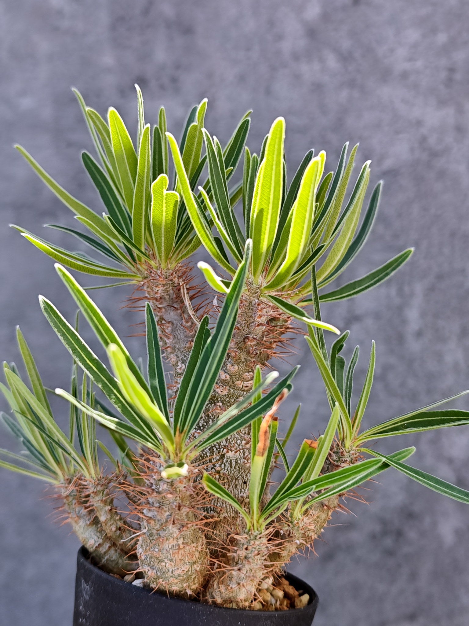 パキポディウム・グラキリス 実生【L21】 Pachypodium gracilius 塊根